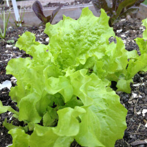 lettuce growing