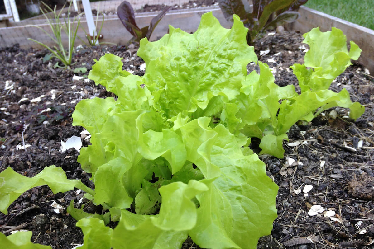 lettuce growing