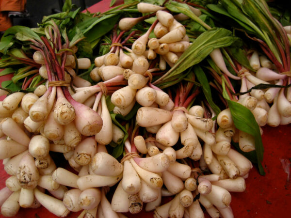 harvested ramps