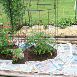 newspaper covering weeds around tomato plants