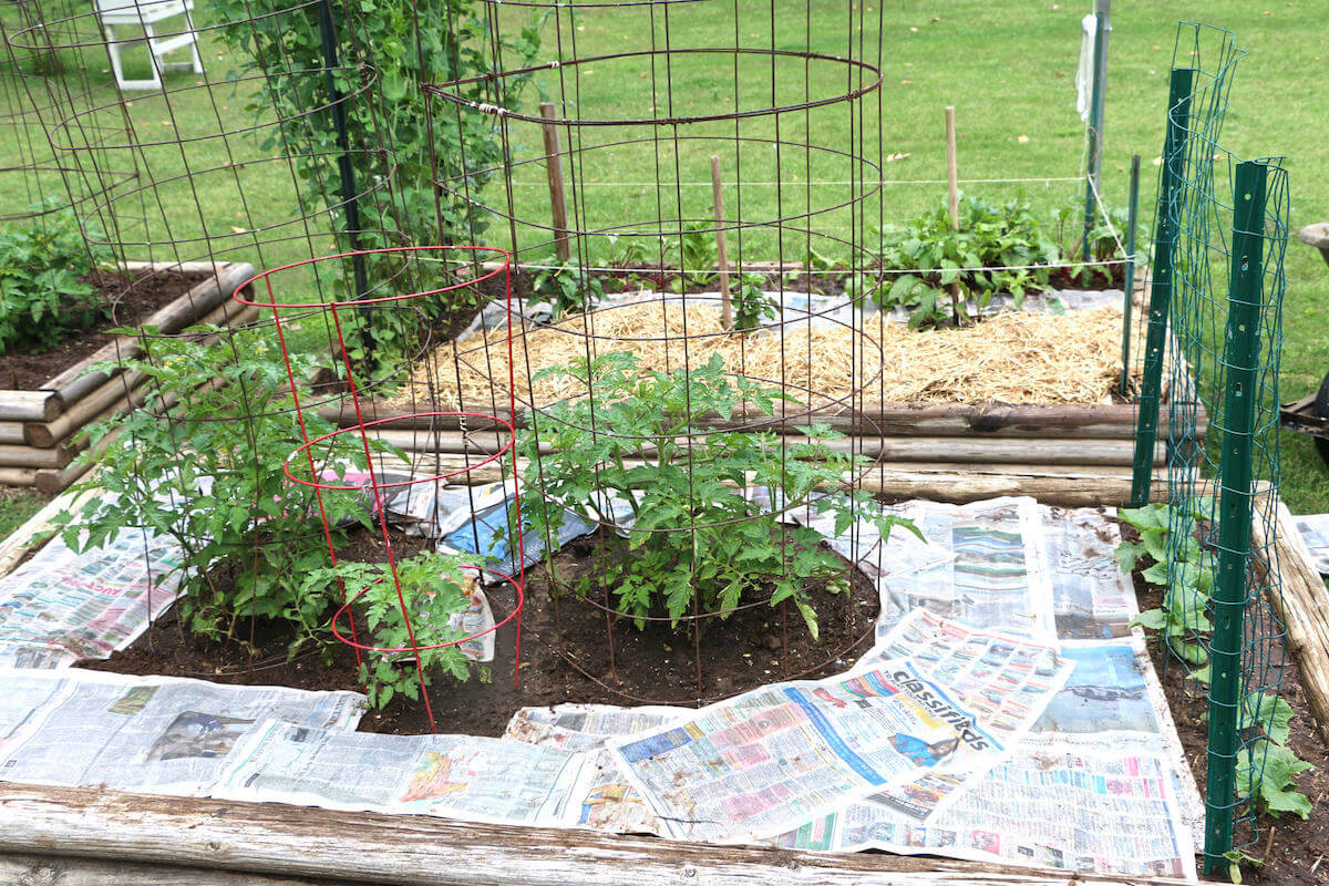 newspaper covering weeds around tomato plants