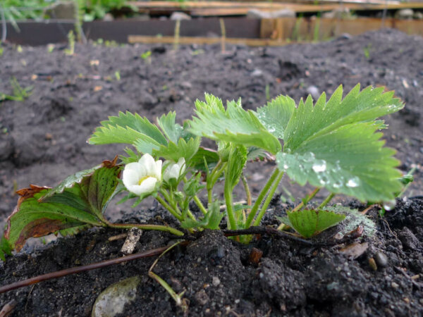 strawberry plants growing