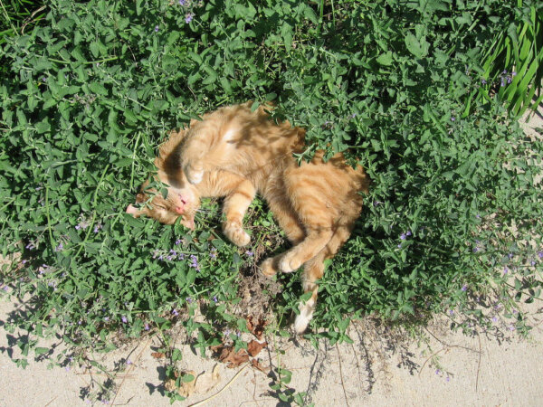 cat laying in wild mint