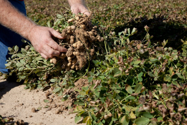 harvesting peanuts in field