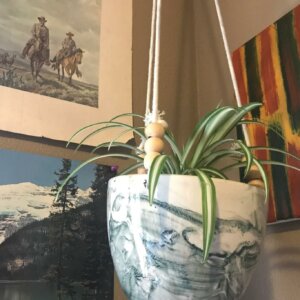 hanging spider plant