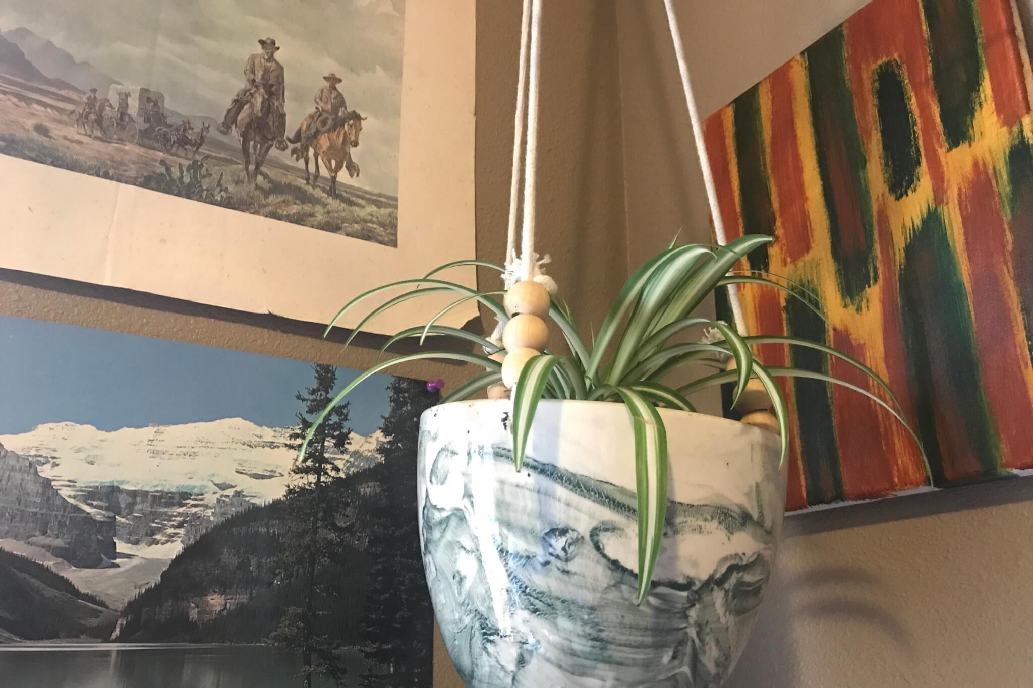 hanging spider plant