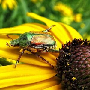 japanese beetle on sunflower