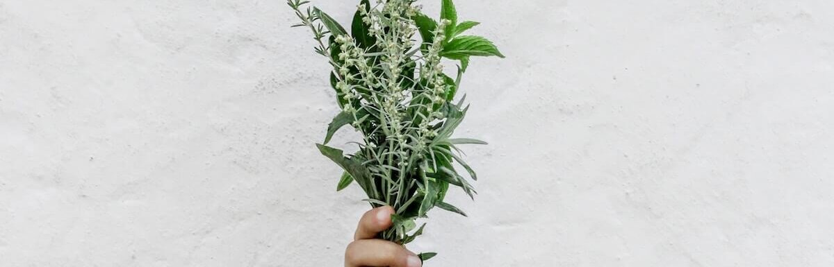 hand holding herbs
