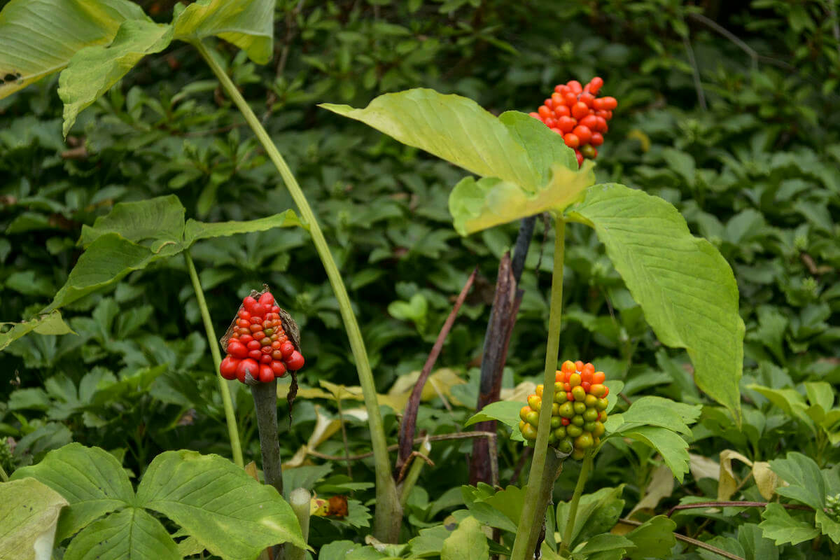 jack in the pulpit berries