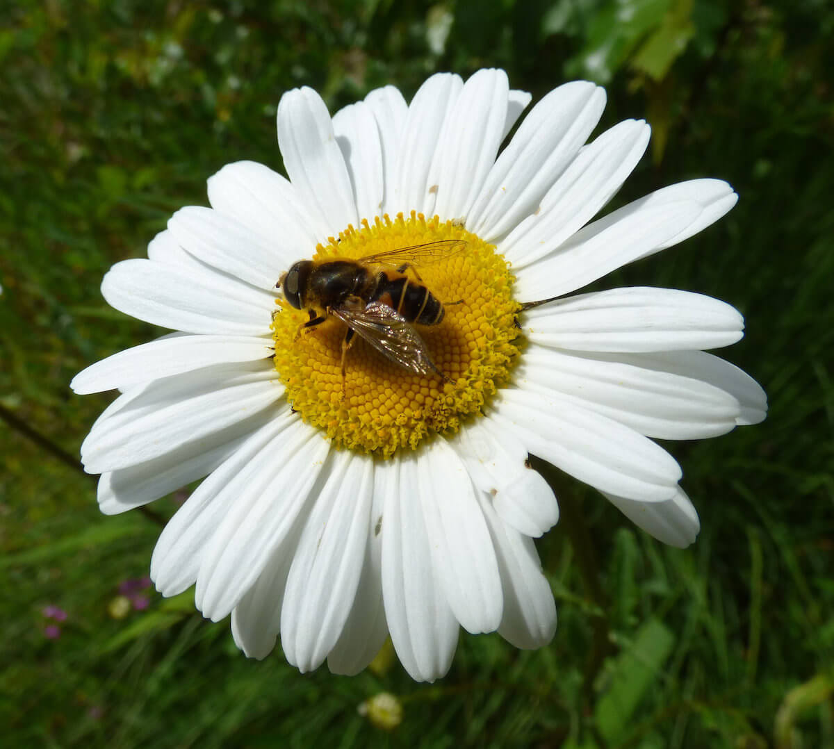 bee on daisy