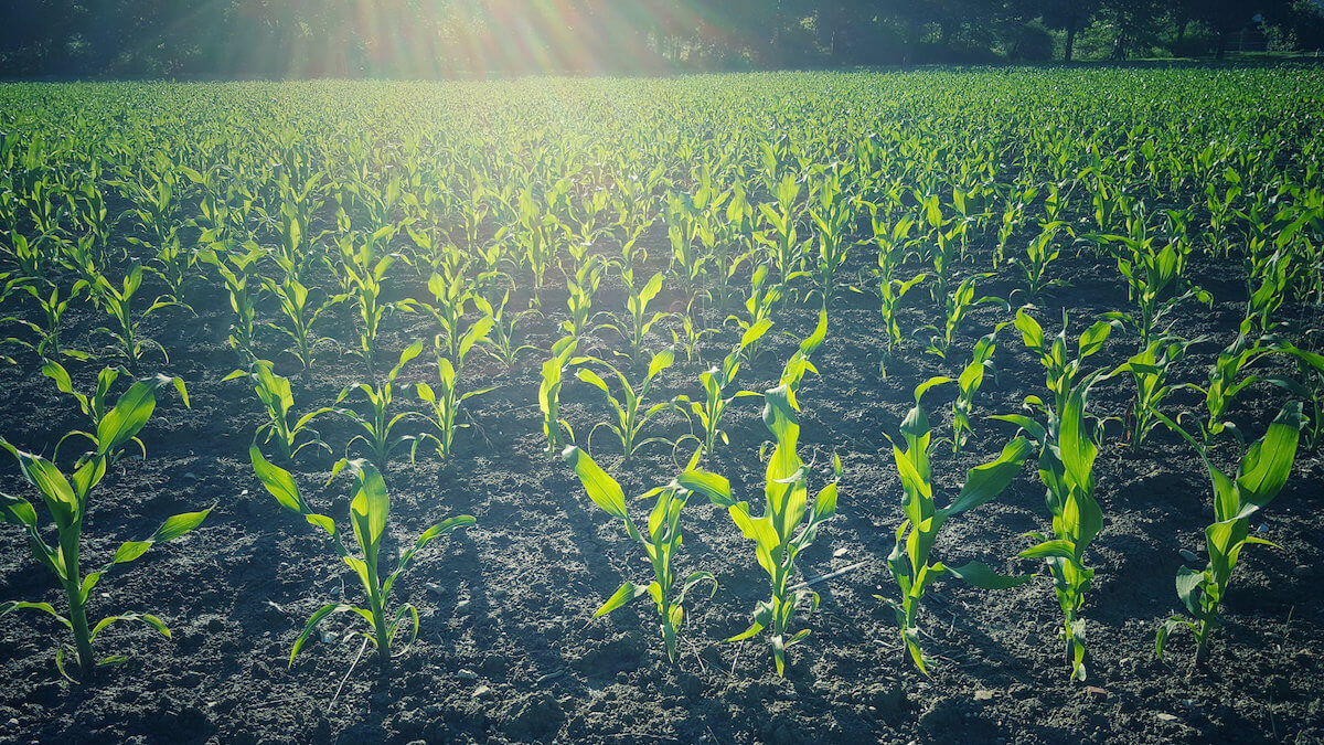 corn growing in field