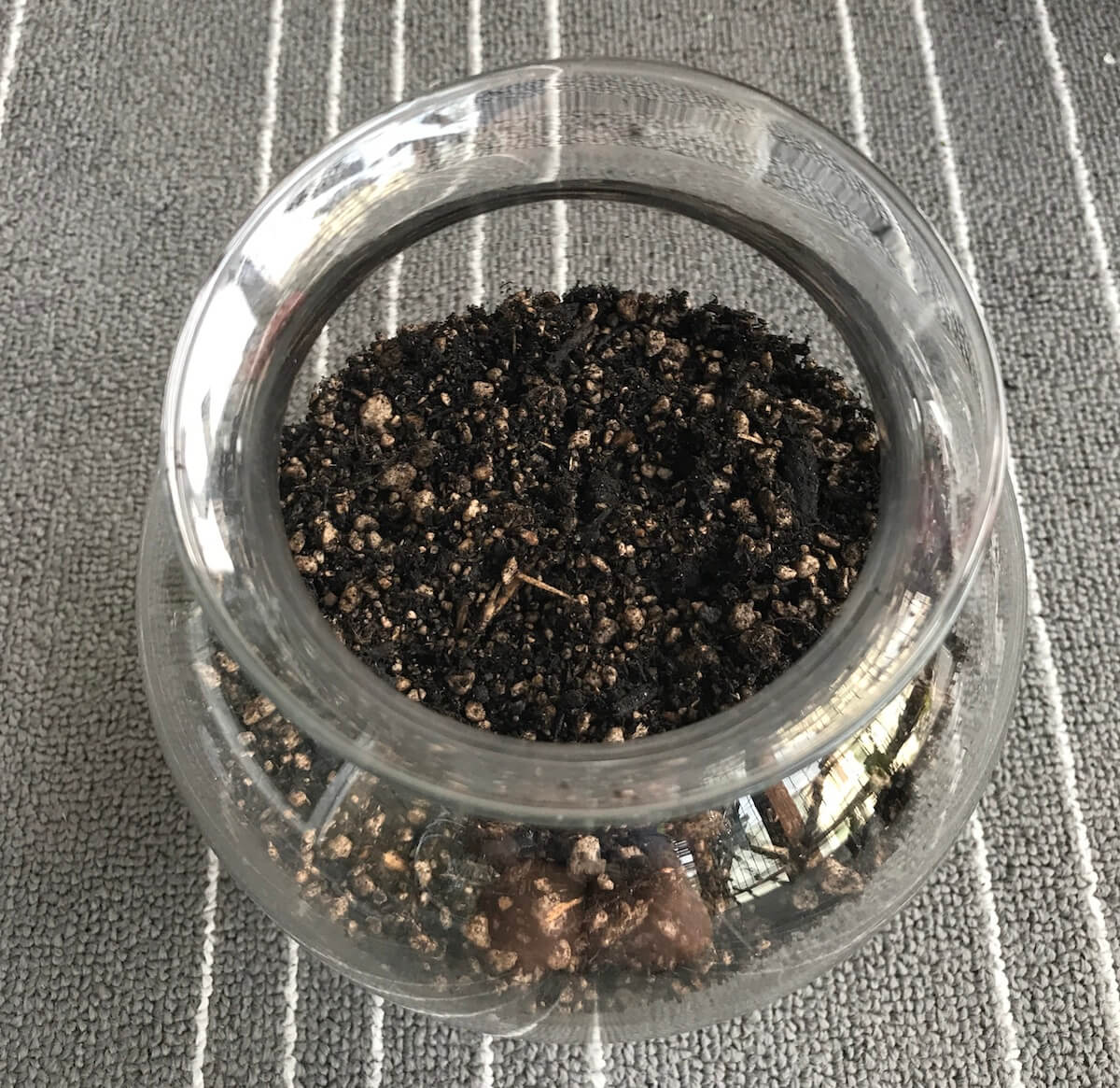 adding soil to terrarium