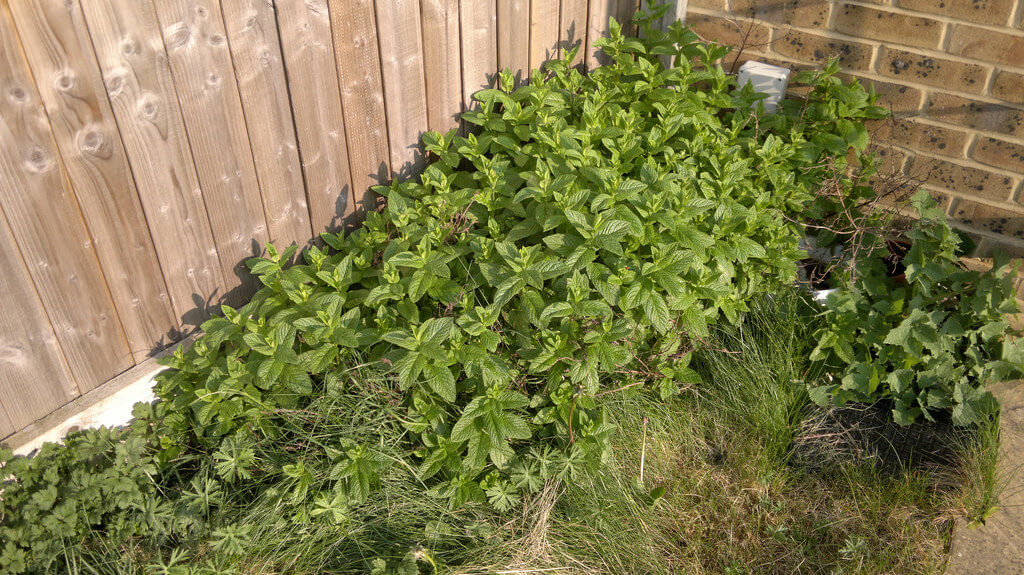 mint in garden