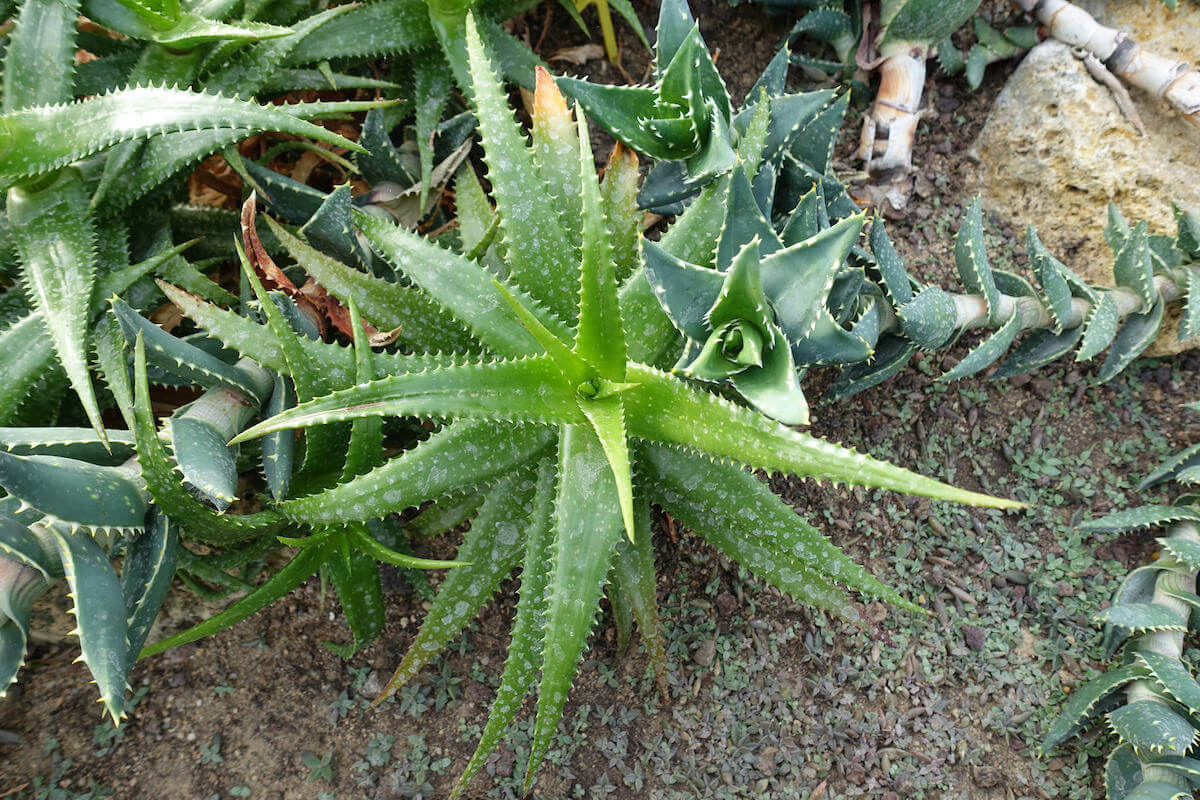 How To Grow Healthy Aloe Vera • Insteading