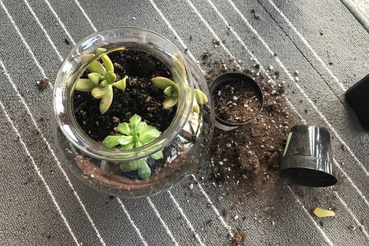 succulents planted