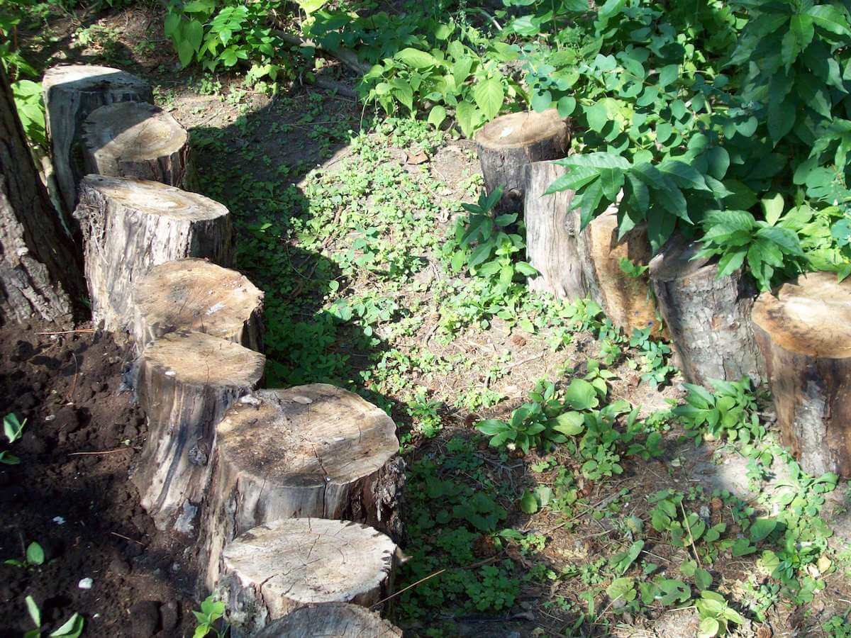 tree stump path