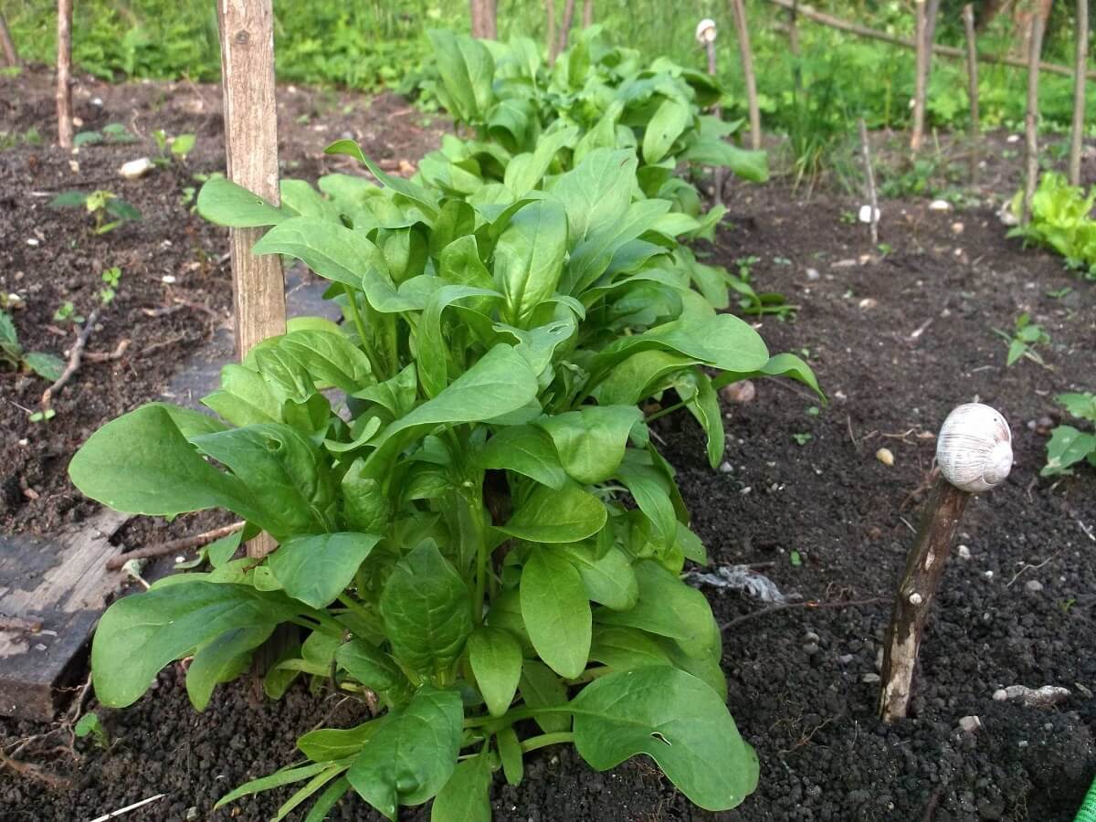 spinach garden bed