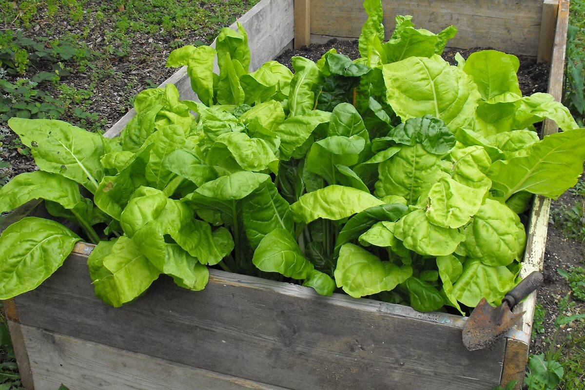 winter vegetables spinach raised garden bed
