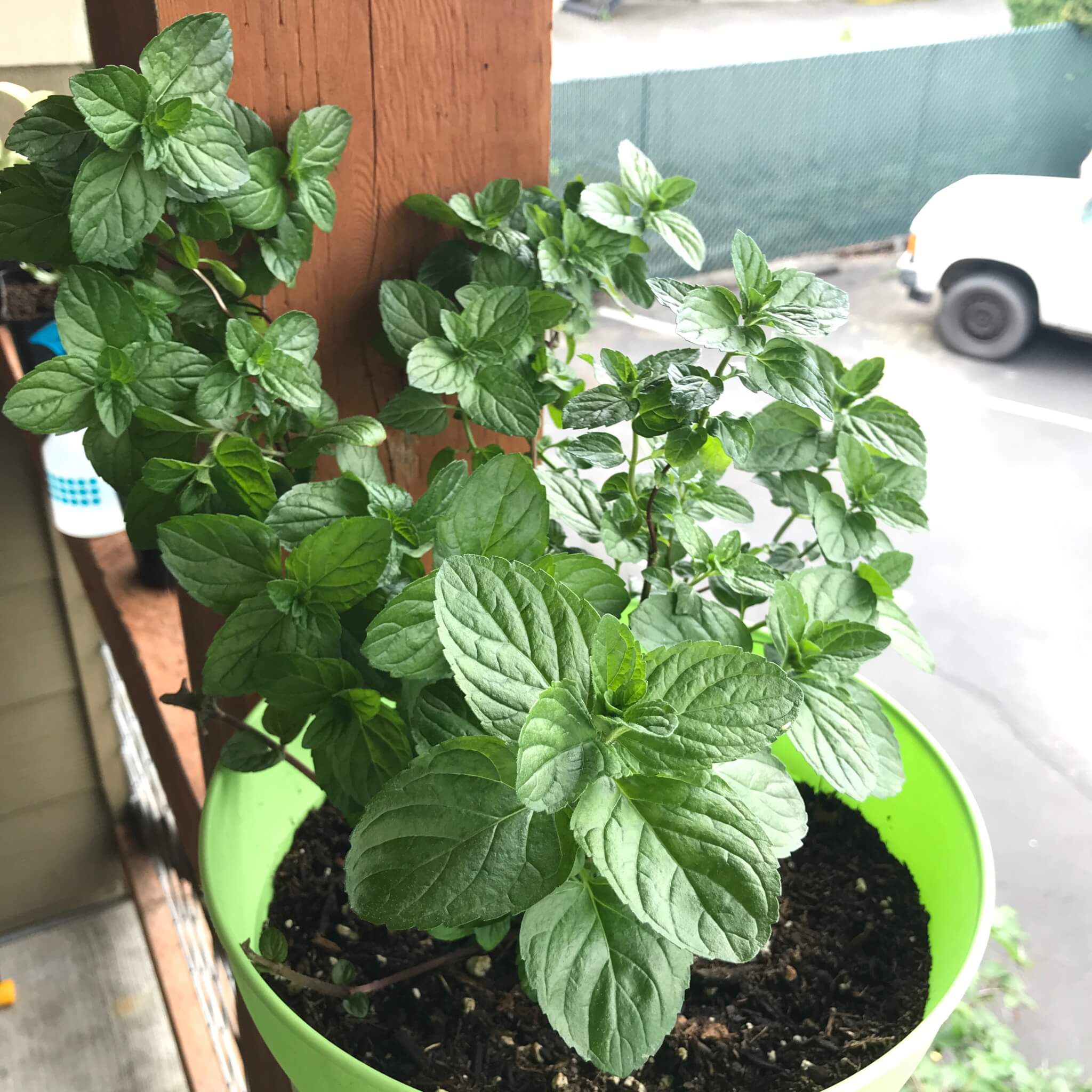 mint in container