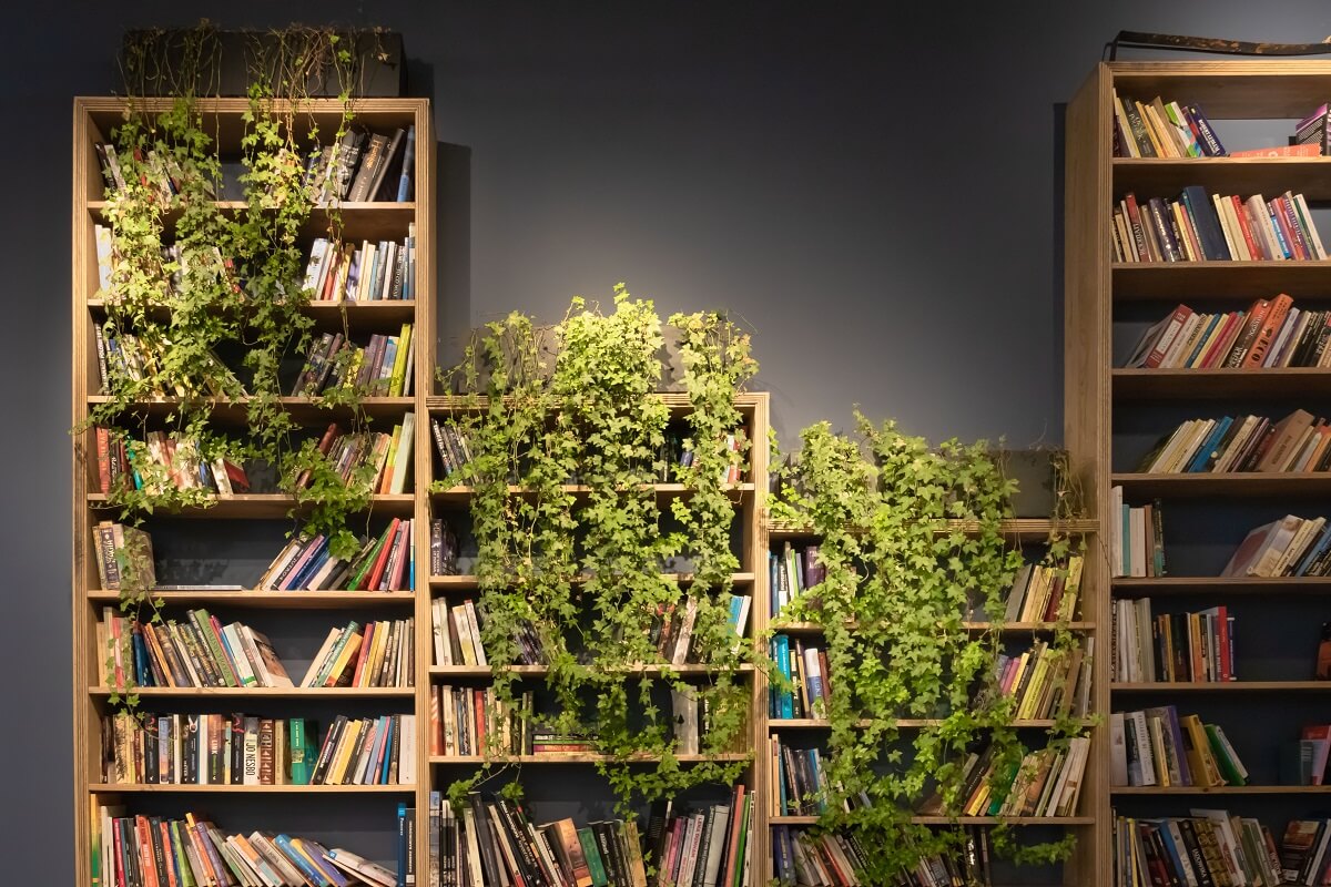 bookshelf with ivy growing on it