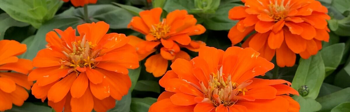 orange zinnia flowers