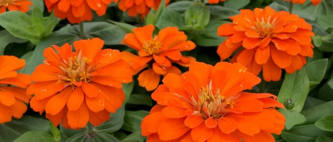 orange zinnia flowers