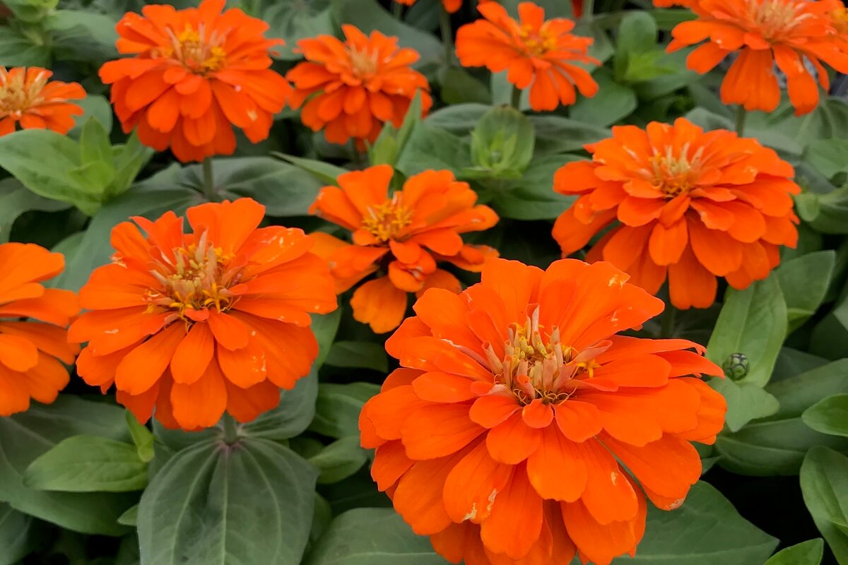 flores de zínia laranja