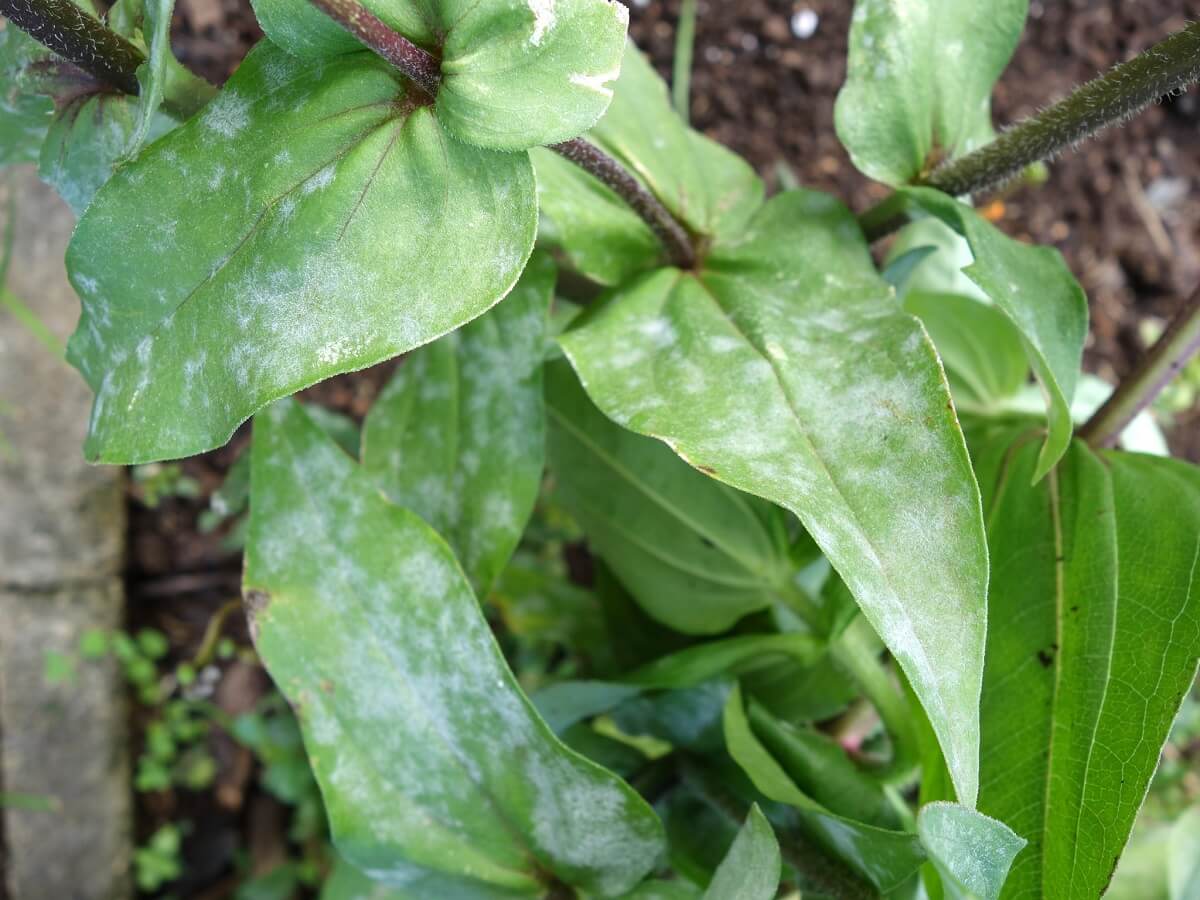 powdery mildew on zinnia leaves