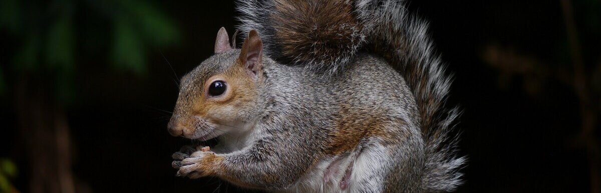 squirrel eating