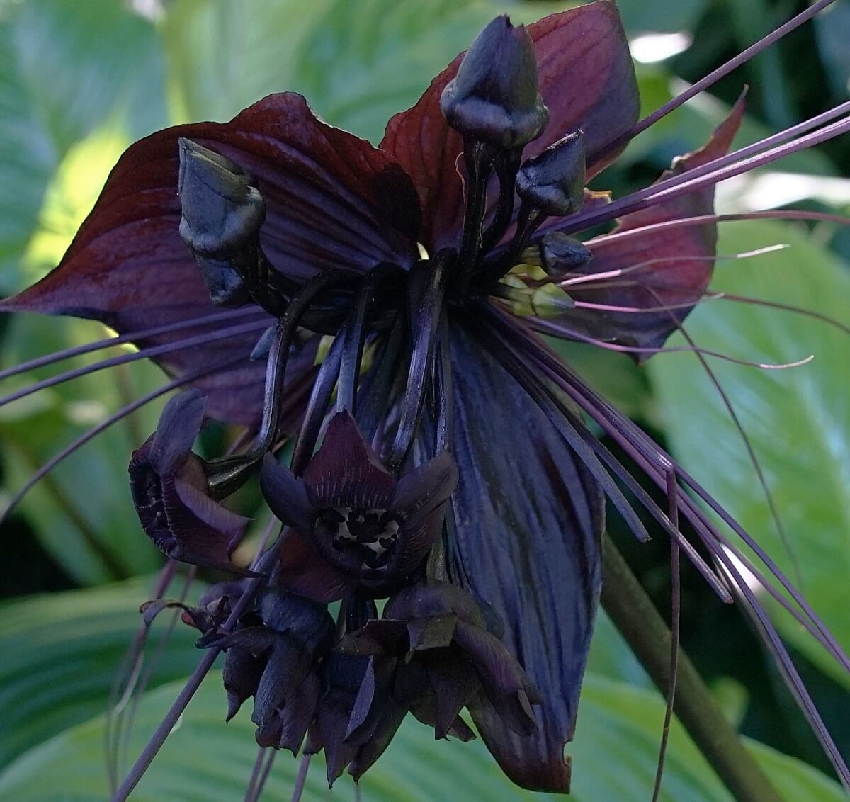 bat flower up close