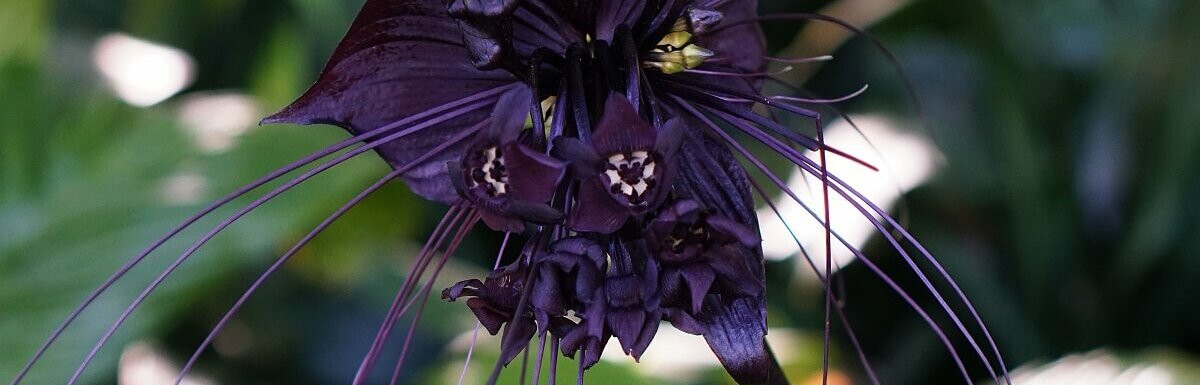 black bat flower