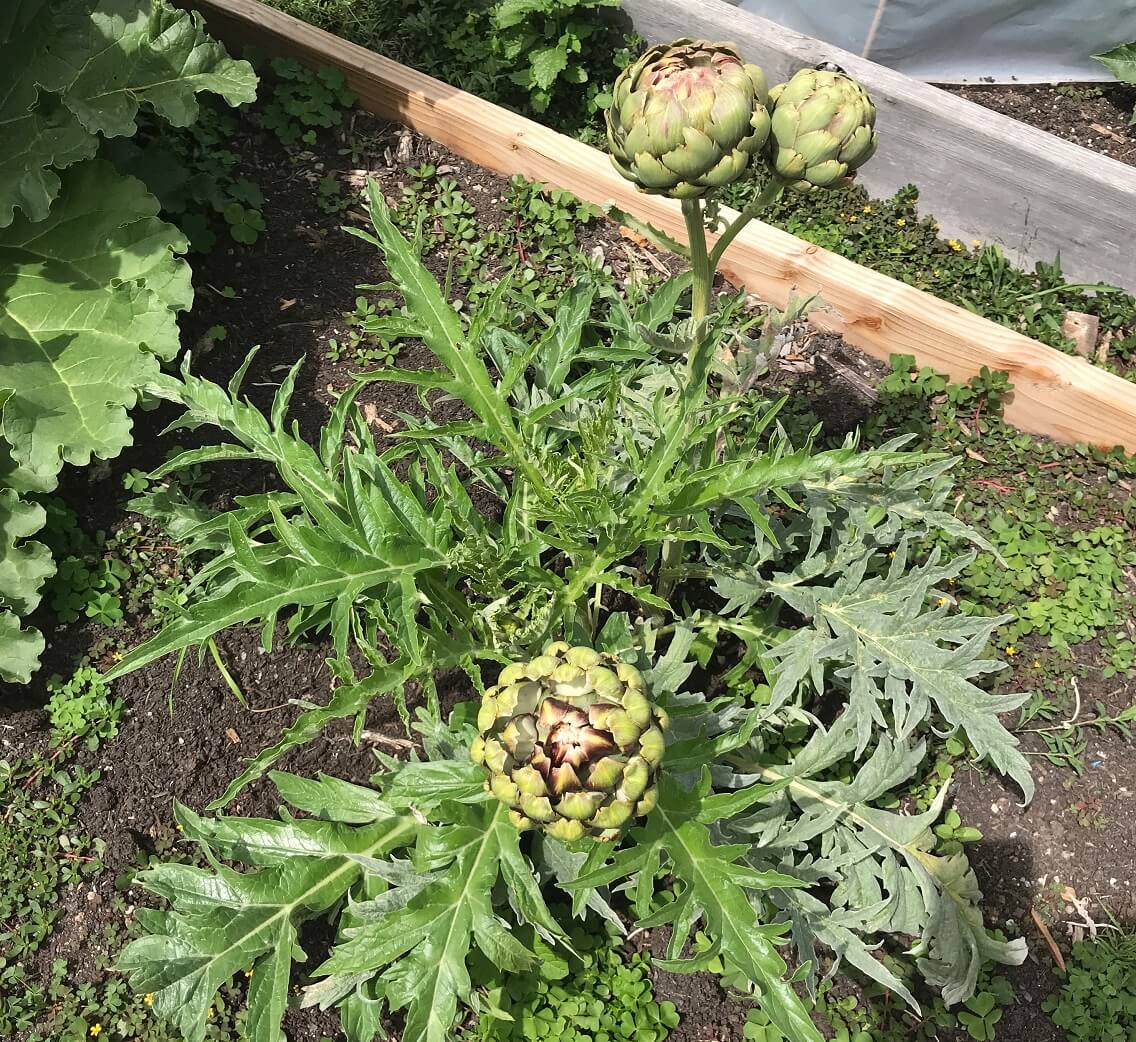 clever tips for growing the artichoke plant • insteading