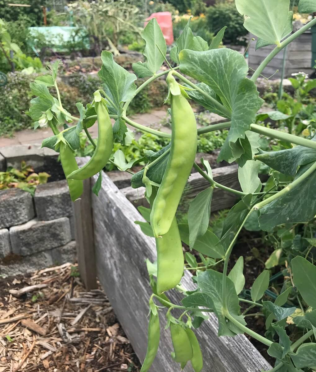 beans growing