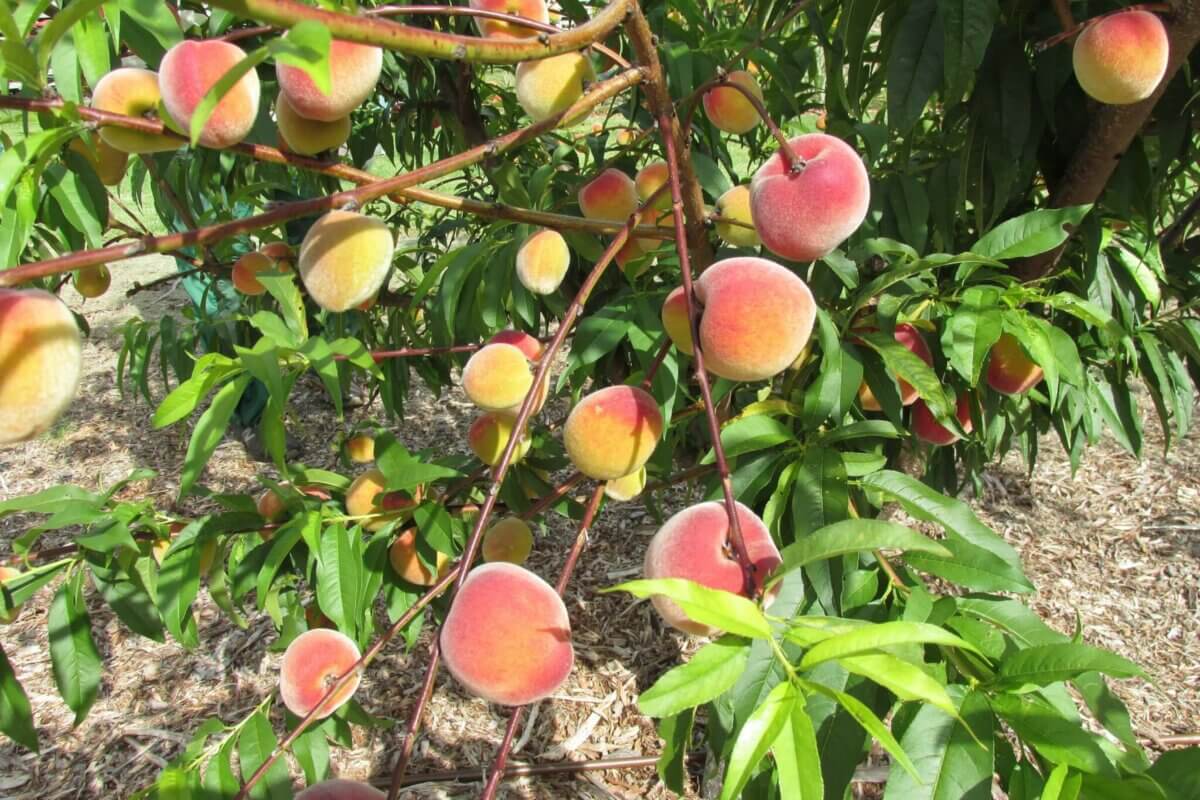 Tipos de árboles frutales en Maryland