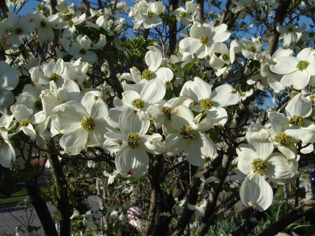 flowering dogwood