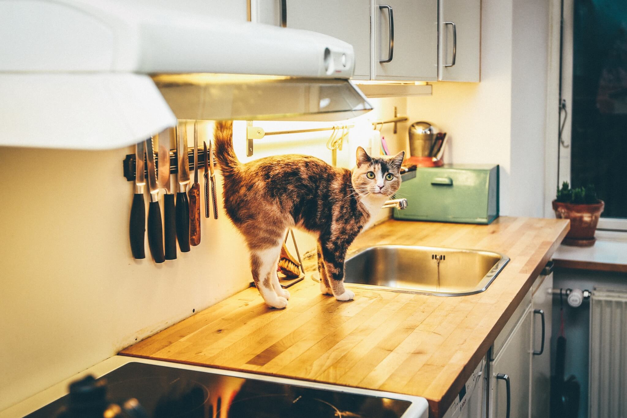 cat on kitchen countertop