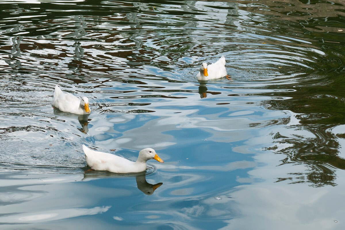 pekin ducks in water