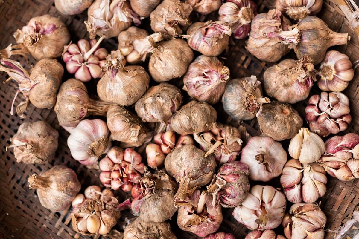 pile of garlic