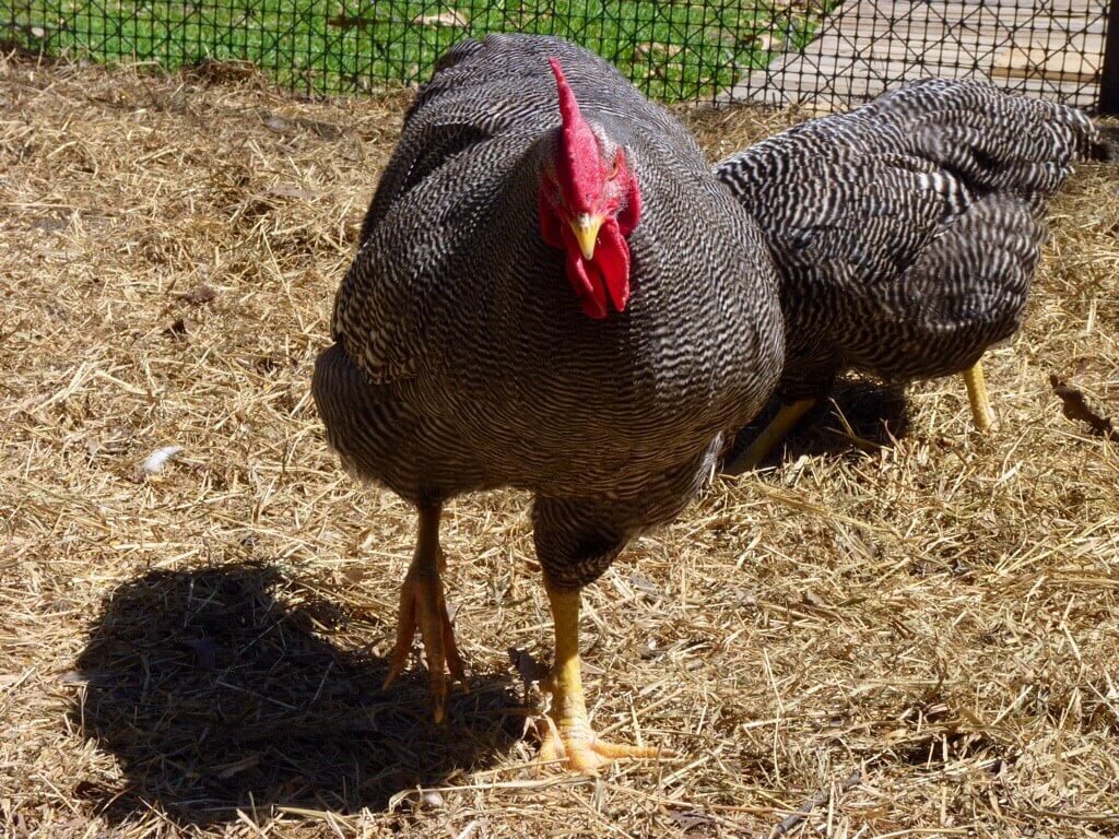 plymouth rock chicken