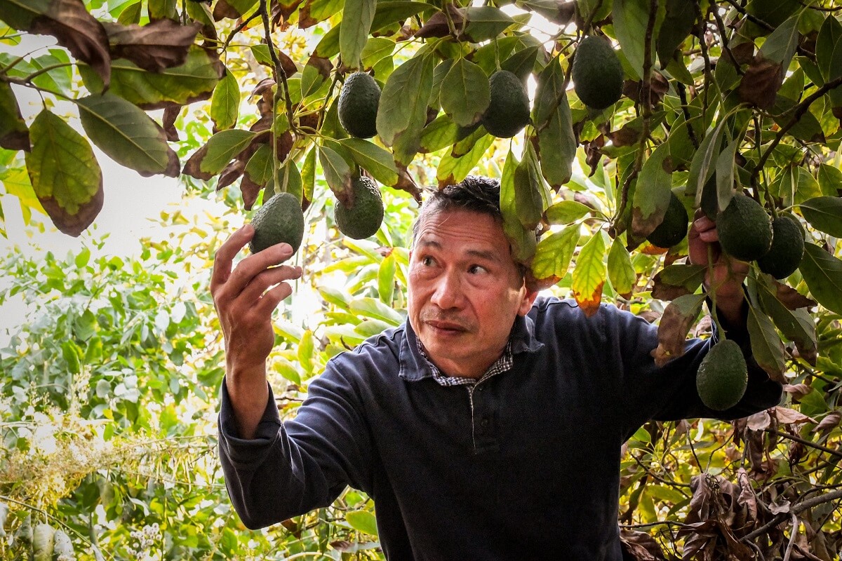 avocado farmer