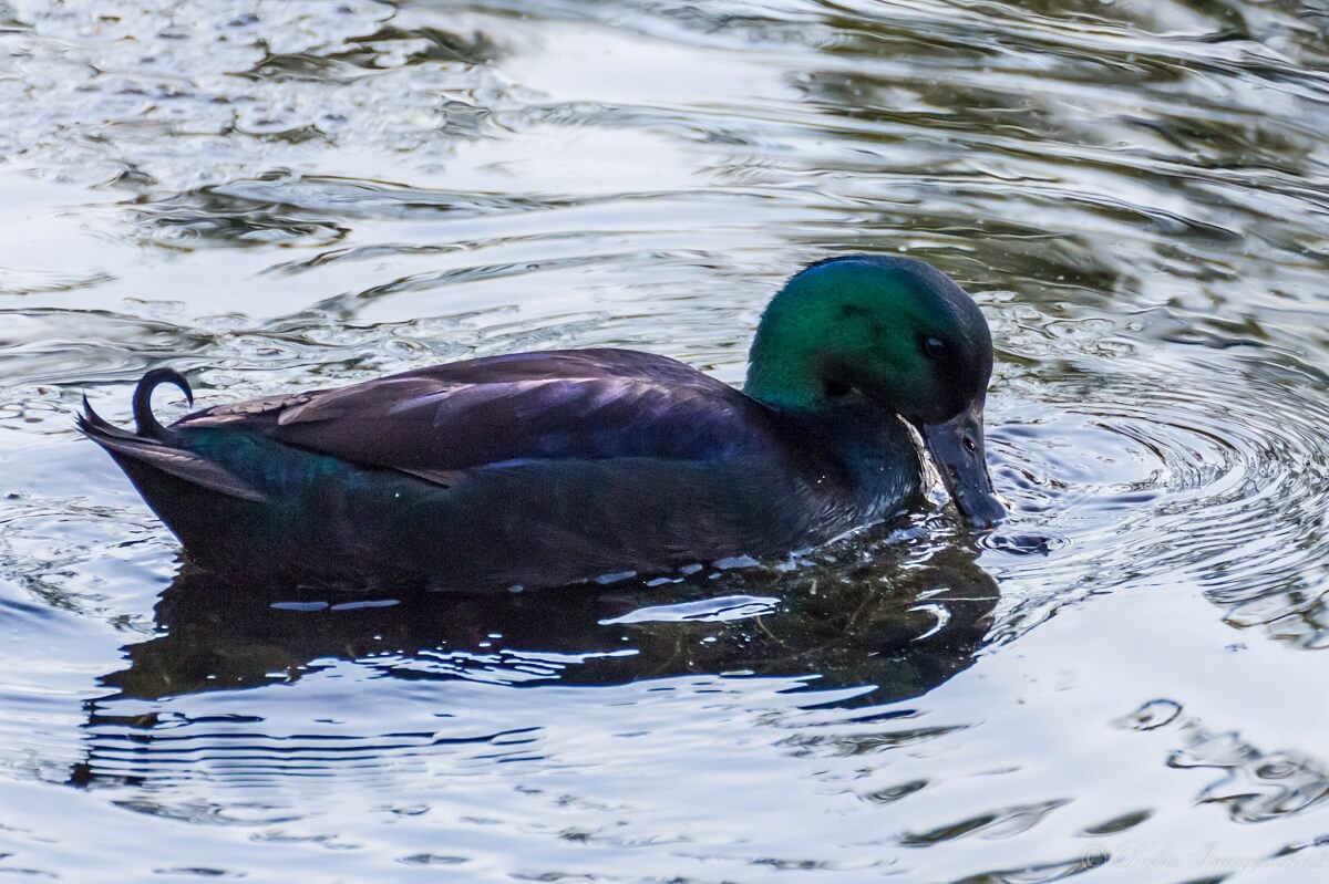 cayuga duck in water