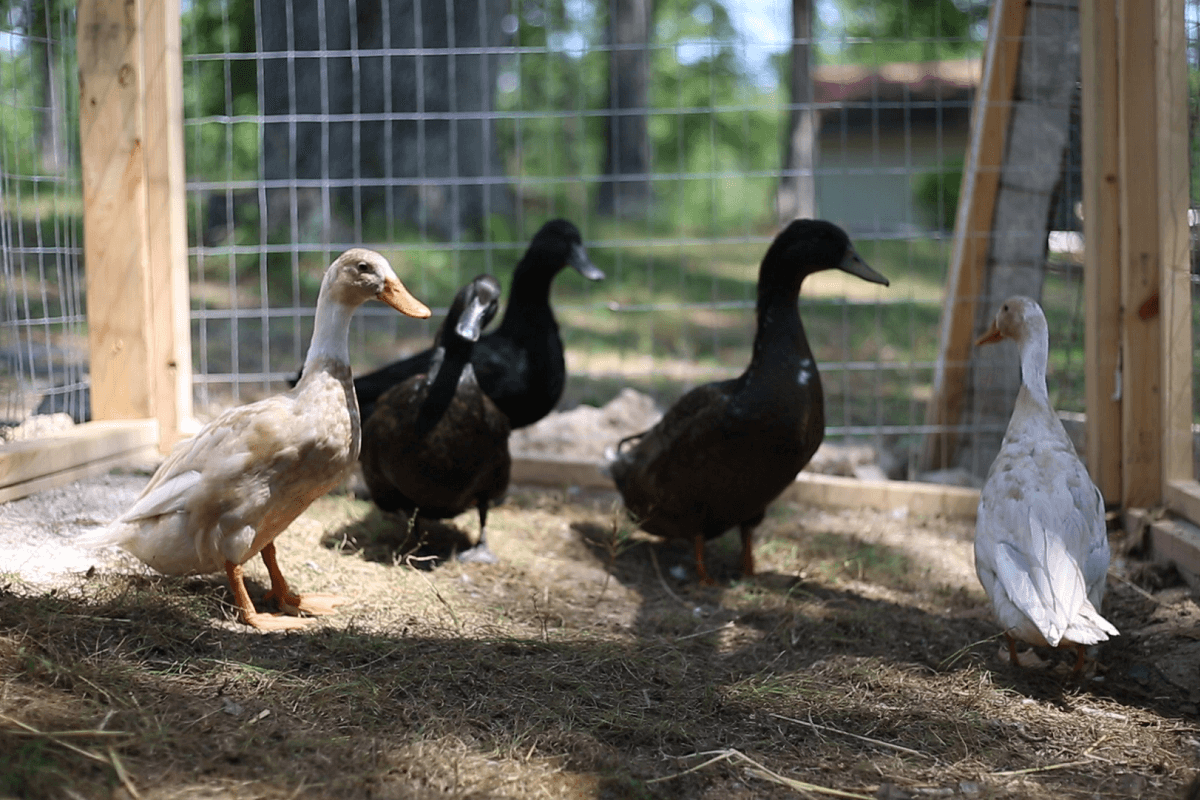 cayuga ducks