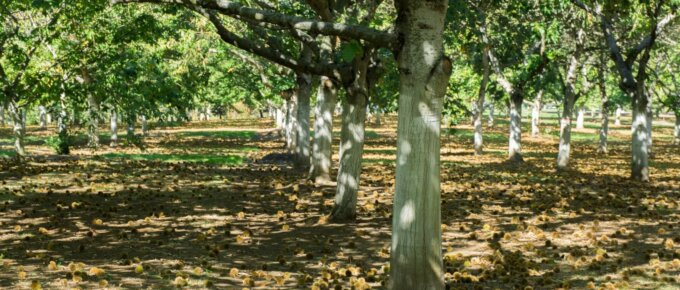 chestnut tree farm