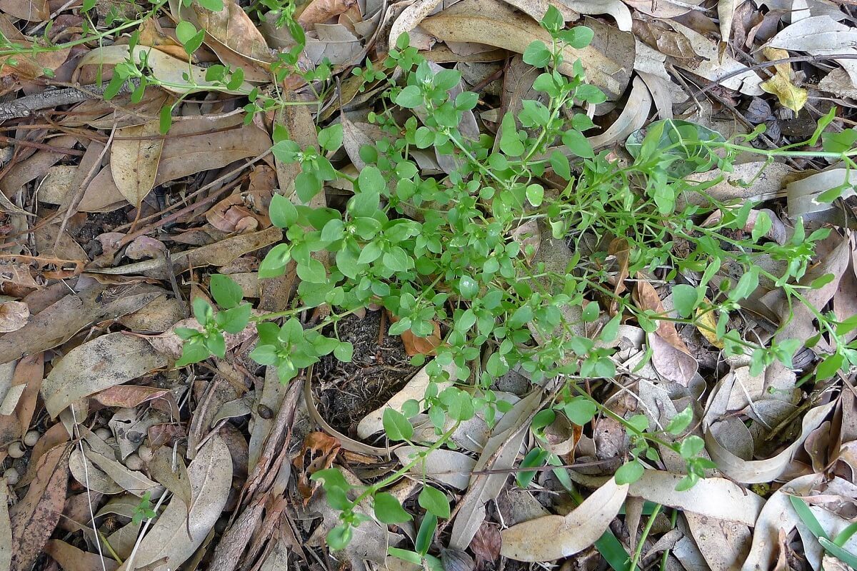 chickweed winter foraging