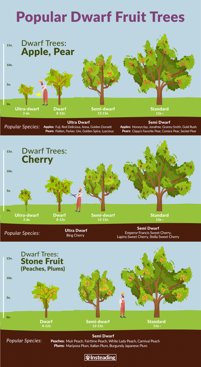 Mature age dwarf fruit trees