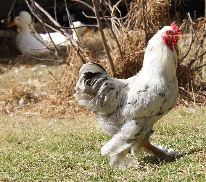 light brahma rooster