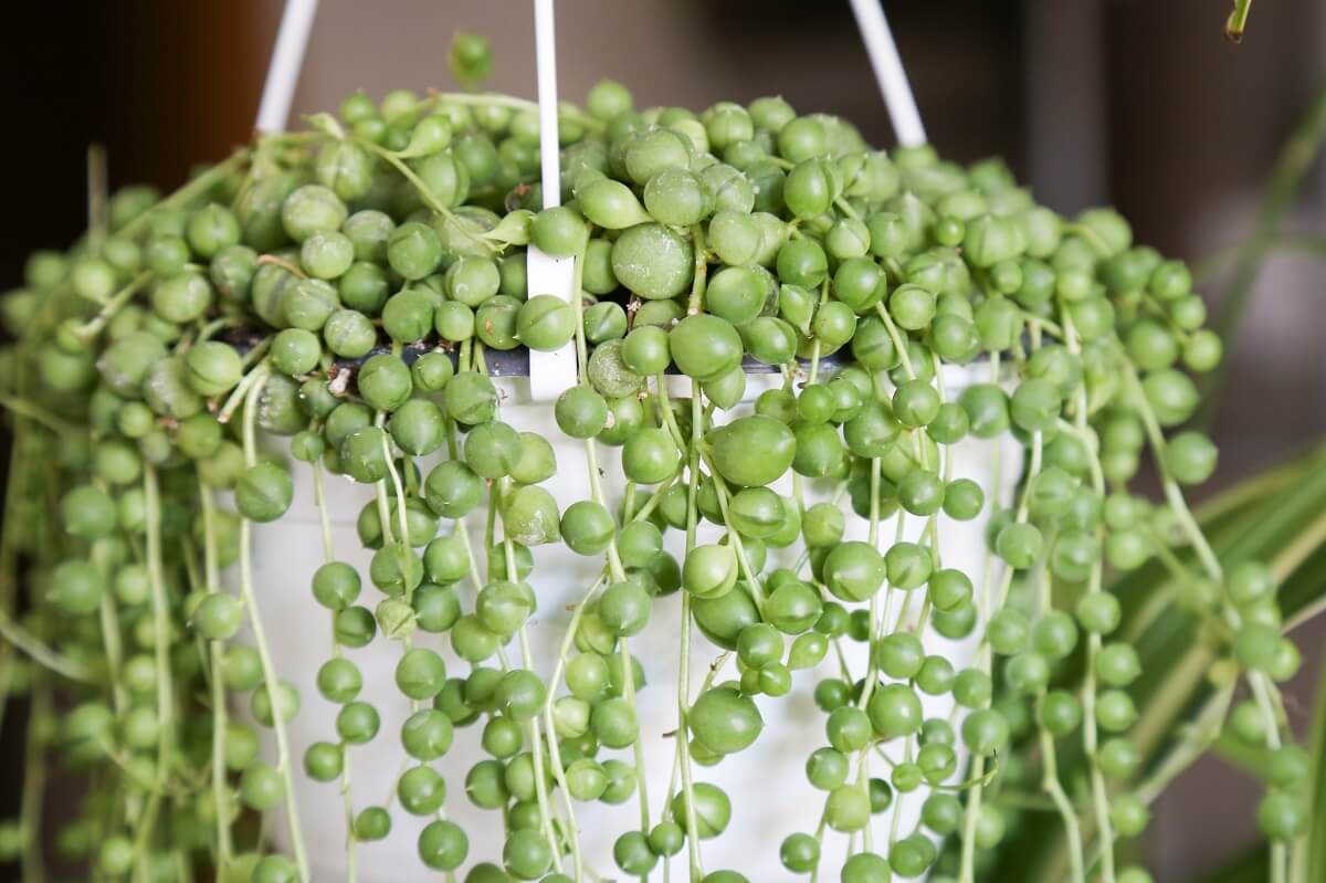 string of pearls plant
