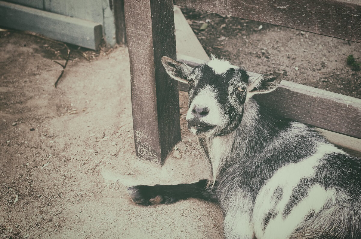 Nigerian Dwarf Goat Dairy Goat rural rustic country decor homestead