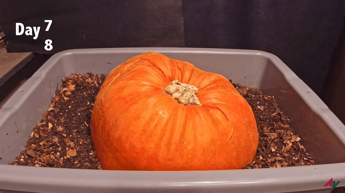 pumpkin after 7 days