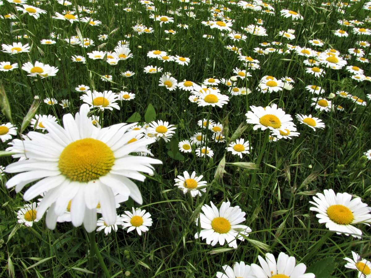 daisy in field